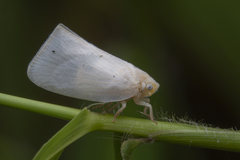 Sanurus