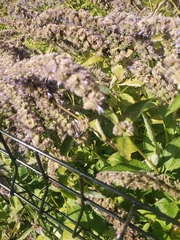 Mentha longifolia