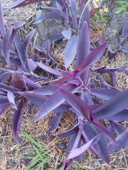 Tradescantia pallida