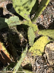 Opuntia lindheimeri