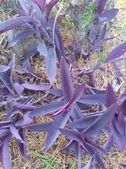 Tradescantia pallida