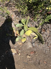 Opuntia lindheimeri