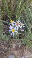 Galatella angustissima