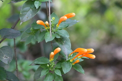 Pyrostegia