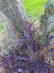 Tradescantia pallida