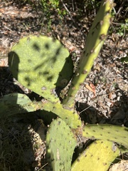 Opuntia lindheimeri