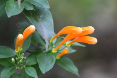 Pyrostegia