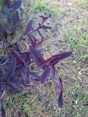 Tradescantia pallida
