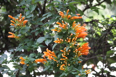 Pyrostegia