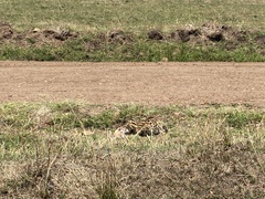 Leptailurus serval lipostictus