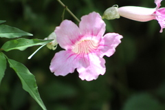 Podranea