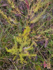 Asparagus officinalis