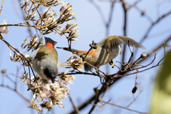 Coccopygia melanotis