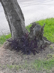 Tradescantia pallida