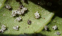 Aleuroplatus coronata