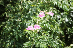 Podranea