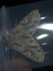 Meganephria bimaculosa