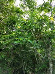 Tabernaemontana glabra