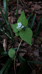 Fagopyrum esculentum