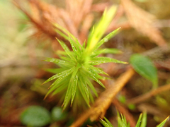 Polytrichum strictum
