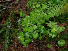 Tellima grandiflora
