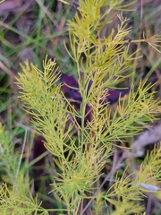 Asparagus officinalis
