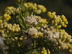 Eschenbachia stricta