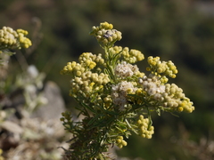 Eschenbachia stricta