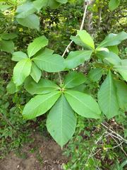 Tabernaemontana glabra