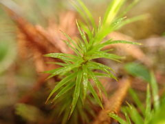Polytrichum strictum