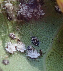 Aleuroplatus coronata