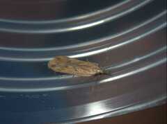 Dichomeris acuminatus