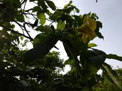 Tabernaemontana glabra