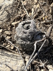 Echinocereus reichenbachii caespitosus