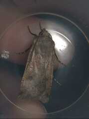 Agrotis trux