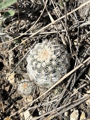 Echinocereus reichenbachii caespitosus