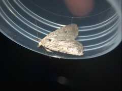 Caradrina flavirena