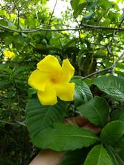 Tabernaemontana glabra