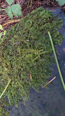 Callicladium imponens