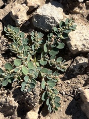 Euphorbia prostrata