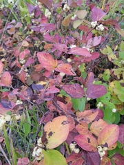 Symphoricarpos occidentalis