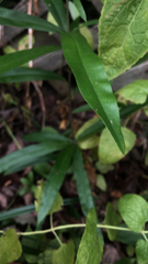 Cyanthillium cinereum