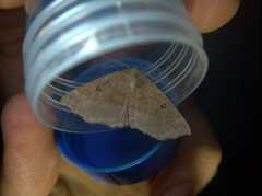 Crocallis dardoinaria