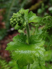 Tellima grandiflora