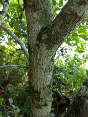 Tabernaemontana glabra