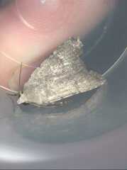 Caradrina flavirena