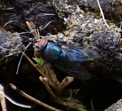 Chrysomya megacephala