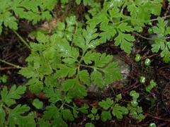 Dicentra formosa