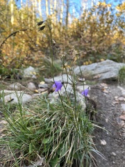 Campanula rotundifolia