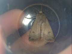 Agrotis trux